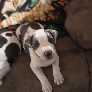 Meet your Posher, Durward